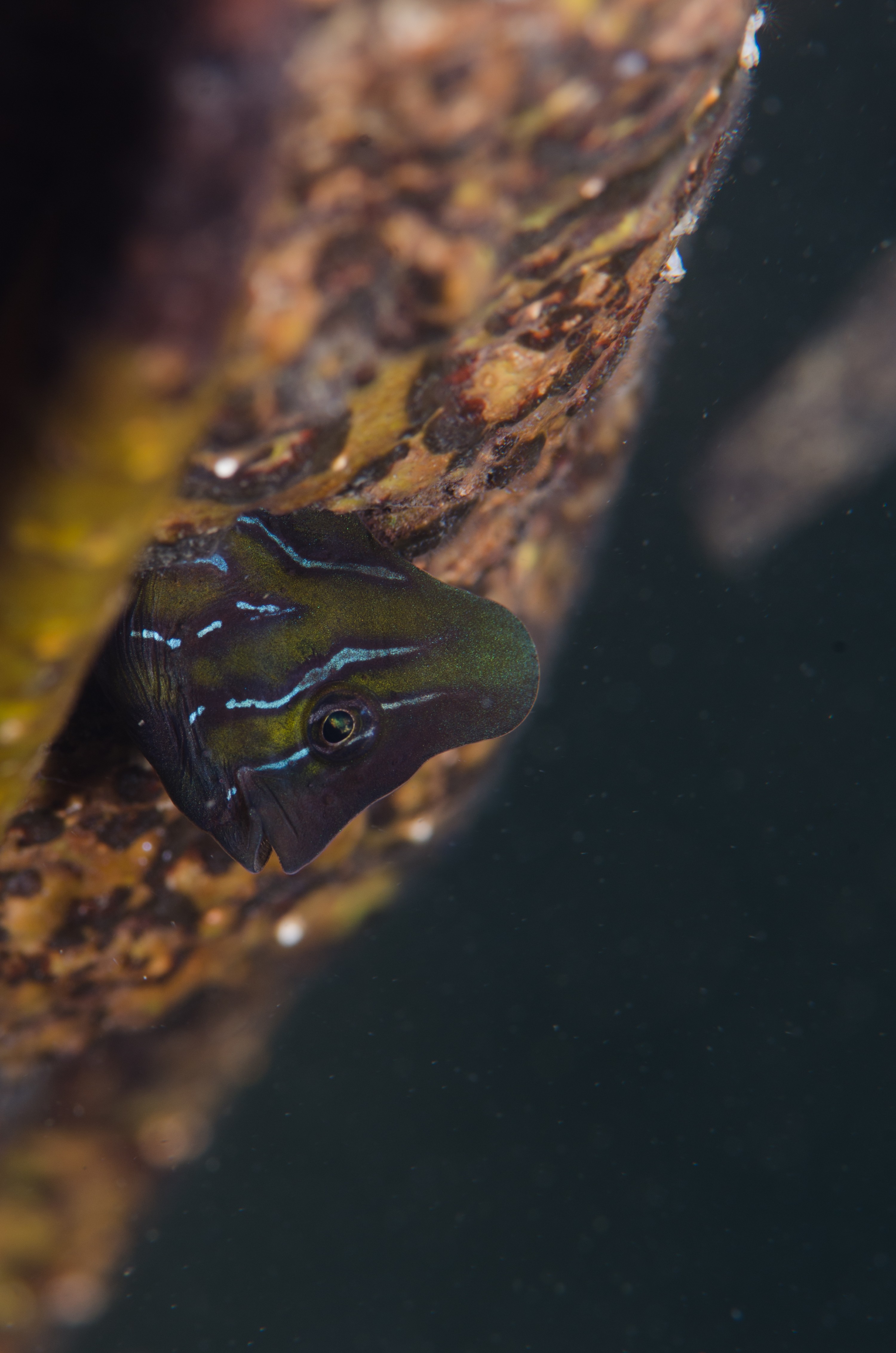DSC_8398 – Australian, Omobranchus anolius, blenny, crispin, estuary, matapouri, new, nz, oyster, zealand, JAN17